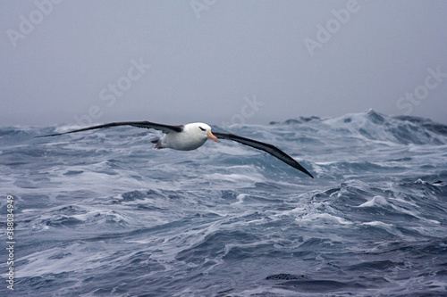 Black-browed Albatross, Thalassarche melanophris photo