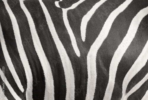 Zebra stripe skin texture background