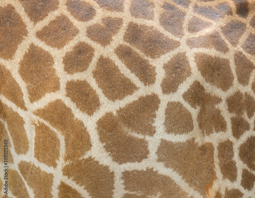 Giraffe skin pattern texture background