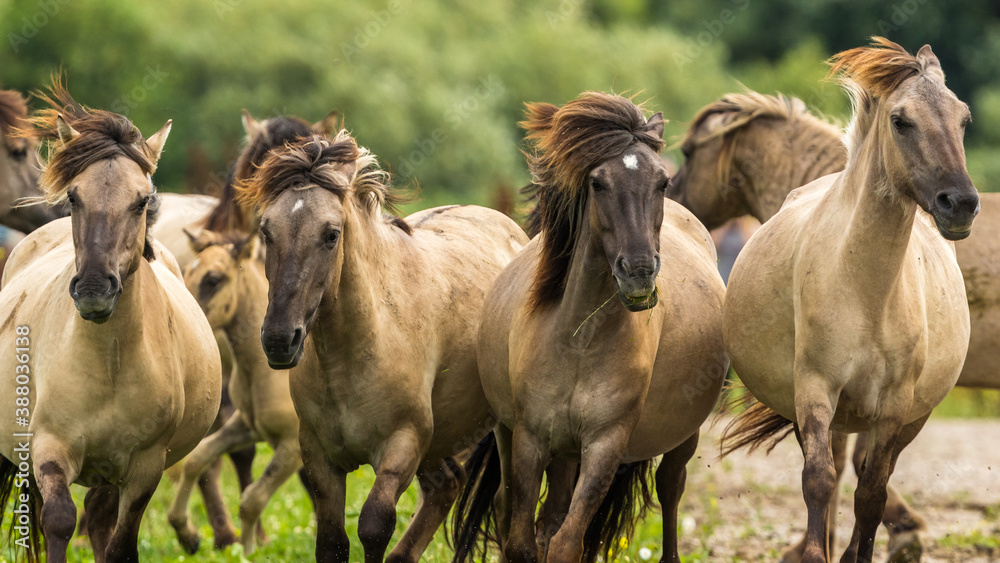 Obraz premium Konik Horse, Equus ferus