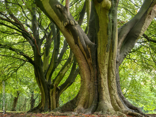 Oak Woods in Autumn