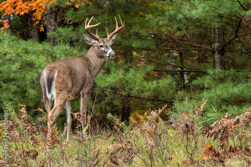 Large buck whitetail deer with large antlers in rut photo