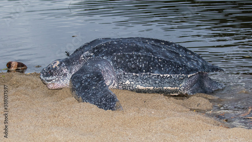 Fototapeta Naklejka Na Ścianę i Meble -  Leatherback sea turtle, Dermochelys coriacea