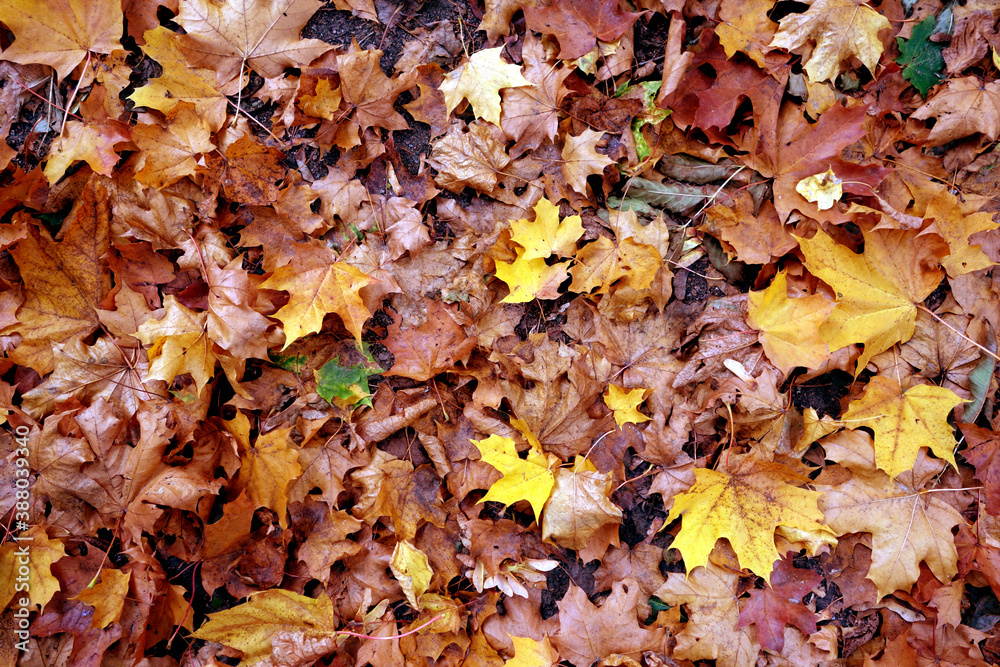 Dry fallen leaves on ground. Dry fallen leaves on ground.