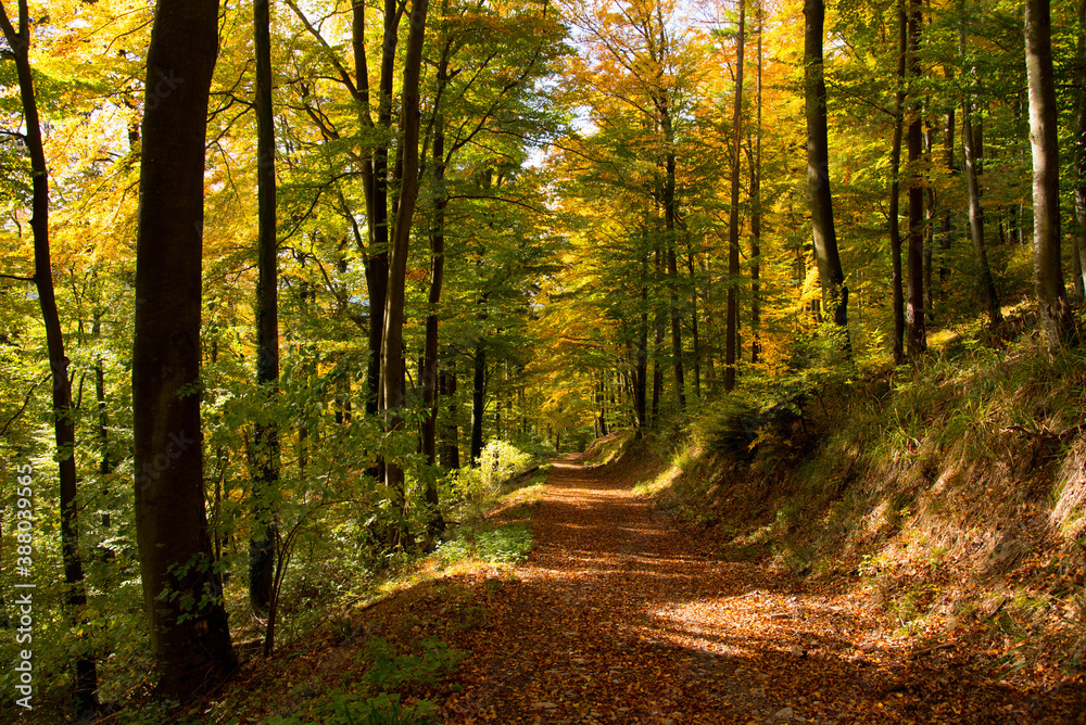 Herbstlicher Mischwald in den Vogesen im Herbst