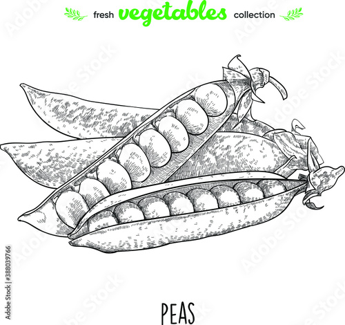 Peas. Detailed line art. Freehand drawing. Vector vegetables. Collection of fresh vegetables.