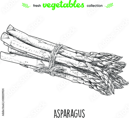 Asparagus. Detailed line art. Freehand drawing. Vector vegetables. Collection of fresh vegetables.