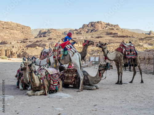 Grupo de camellos  © Federico