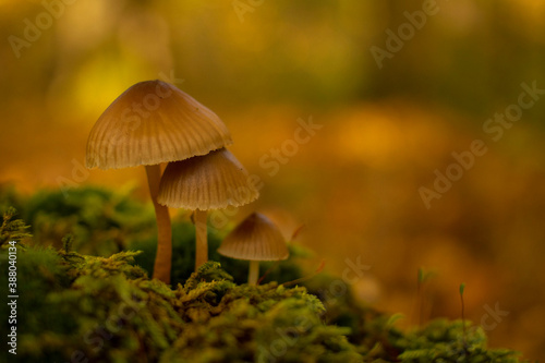 Mushroom stands in the forest