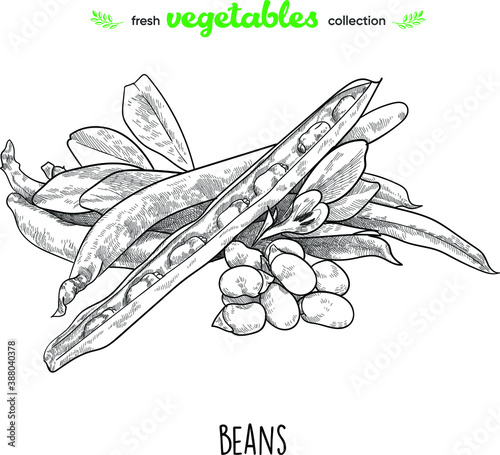 Beans. Detailed line art. Freehand drawing. Vector vegetables. Collection of fresh vegetables.