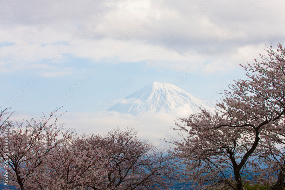 雁堤の桜と富士山