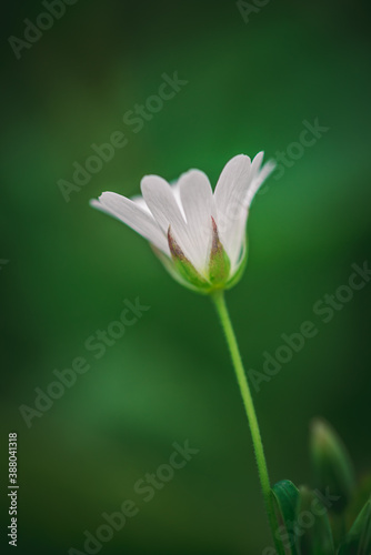 Stellaria holostea  the addersmeat or greater stitchwort  is a perennial herbaceous flowering plant in the carnation family Caryophyllaceae. Photo taken in Ravensdale forest park  Co Louth  Ireland.