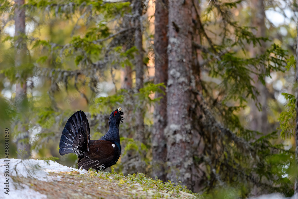 Western Capercaillie (Tetrao Urogallus) Wood Grouse at lek during the courting season Western Capercaillie (Tetrao Urogallus) Wood Grouse at lek during the courting season