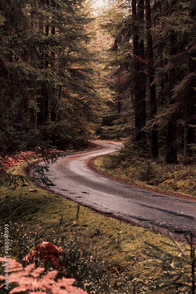 Obraz premium road in autumn forest