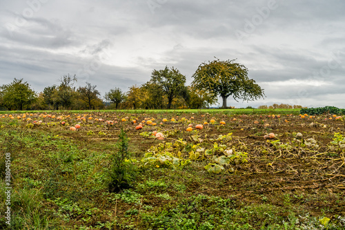 Reife Speisekürbisse auf einem Feld im Herbst