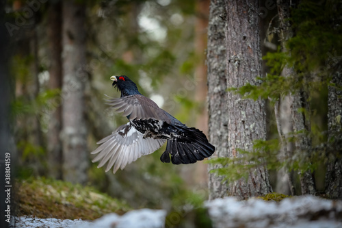 Western Capercaillie (Tetrao Urogallus) Wood Grouse at lek during the courting season photo