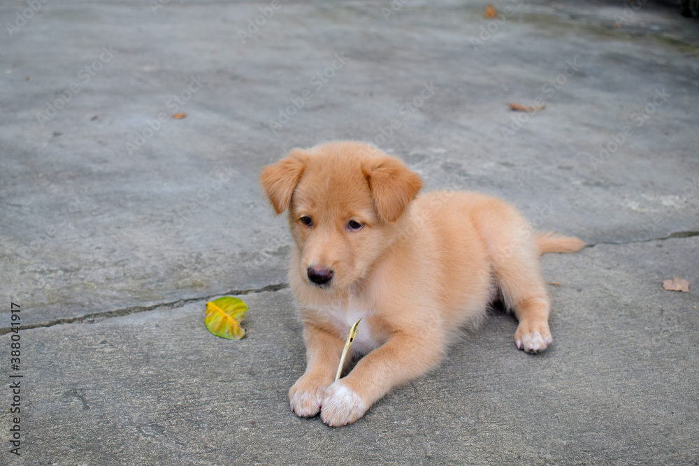 Golden Retriever puppy sitting on the floor