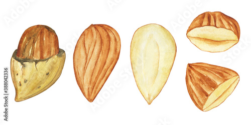 Set of Almond seed isolated on white background. Hand drawn illustration of walnut. Nut with shell, open, whole and sliced. Perfect for design menu, card, wrapping food, banner.