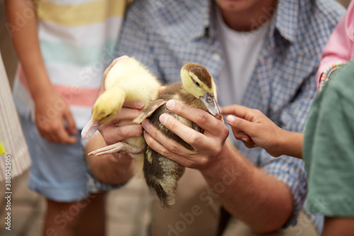 children and teacher male hold small cute ducklings in hands, stroke and play with them, learn their behavior and characteristics, in nature