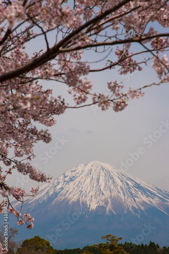 桜と富士山 © Paylessimages