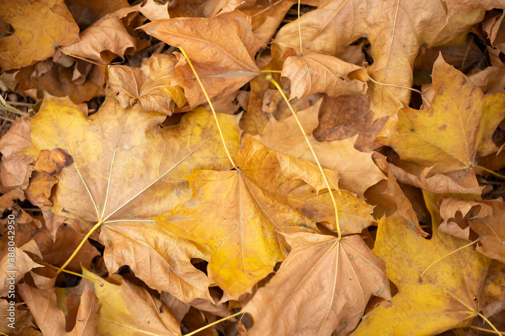 Colorful background of autumn maple tree leaves. Maple leaves autumn background. Colorful background of autumn maple tree leaves. Maple leaves autumn background.