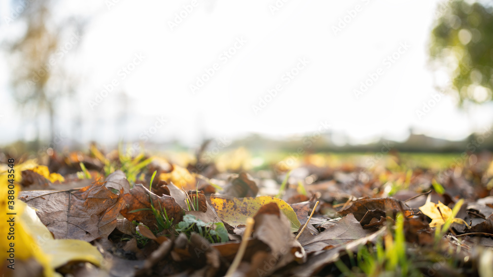 Autumn foliage background on the ground Autumn foliage background on the ground