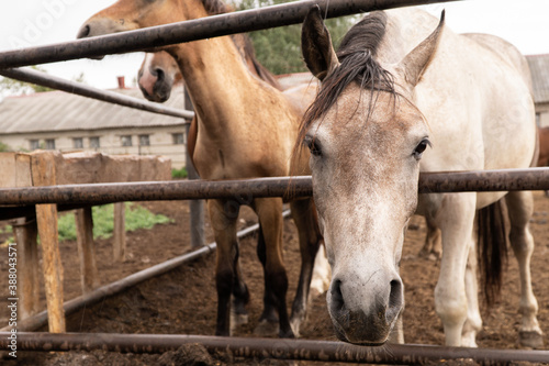white and brown horses at the Ichalkovsky stud farm