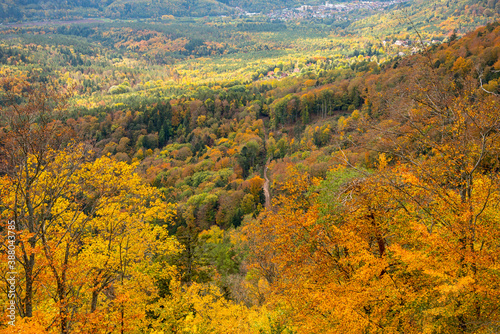 Herbstlicher Mischwald in den Vogesen im Herbst