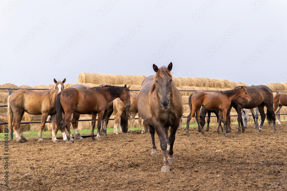 a herd of brown horses at the Ichalkovsky stud farm a herd of brown horses at the Ichalkovsky stud farm