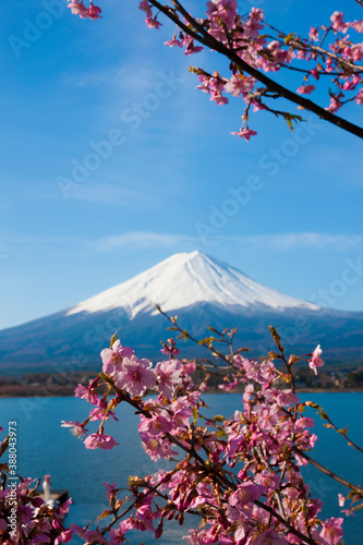 河口湖の桜と富士山
