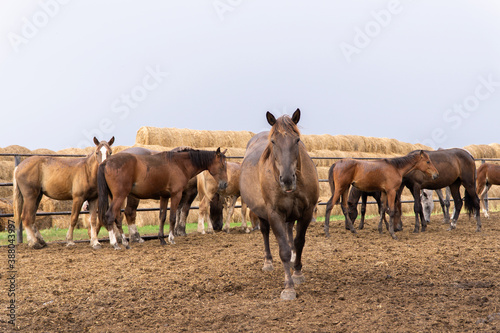 a herd of brown horses at the Ichalkovsky stud farm