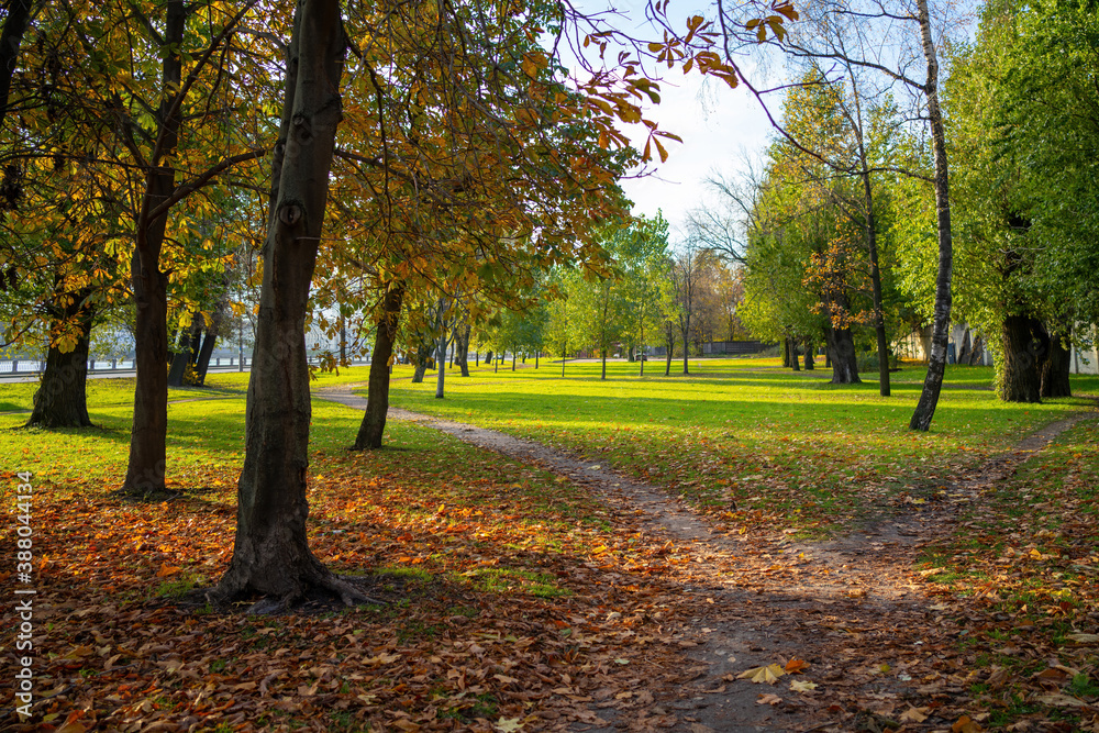 Autumn park with trees paths and fallen leaves