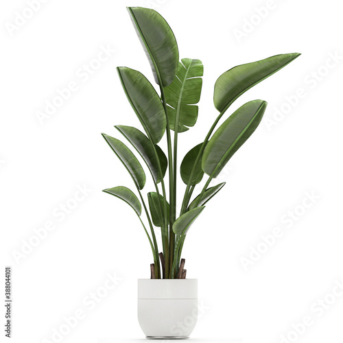 tropical plants Strelitzia in a pot on a white background	
 photo