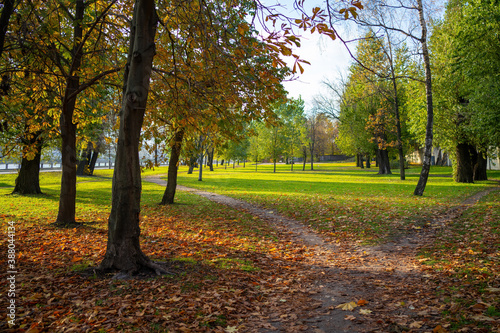 Autumn park with trees paths and fallen leaves