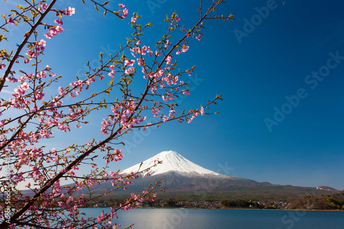 河口湖の桜と富士山