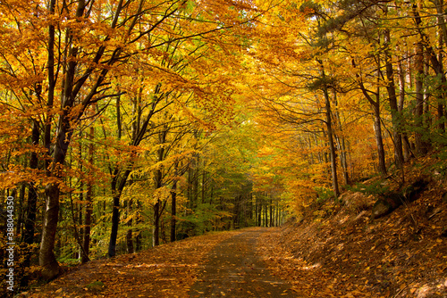 Herbstlicher Mischwald in den Vogesen im Herbst © Tanja Voigt 