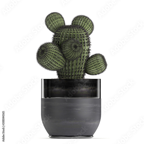  cactus in pots on a white background photo