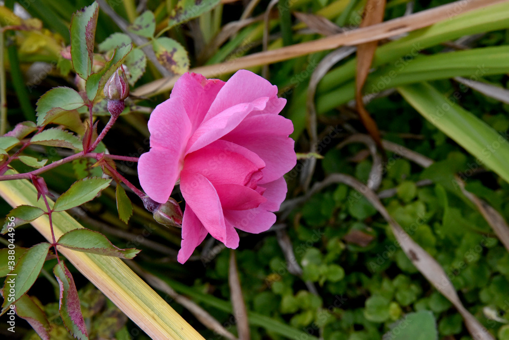Plante Rosier Plante Rosier