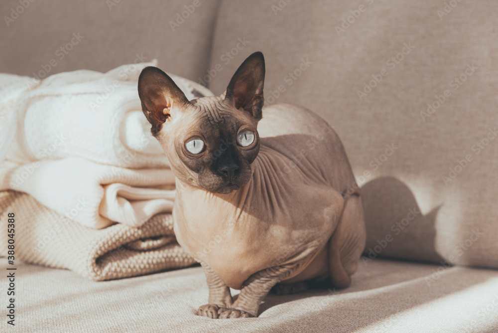 bald cat canadian Sphynx  sits on the sofa in the room