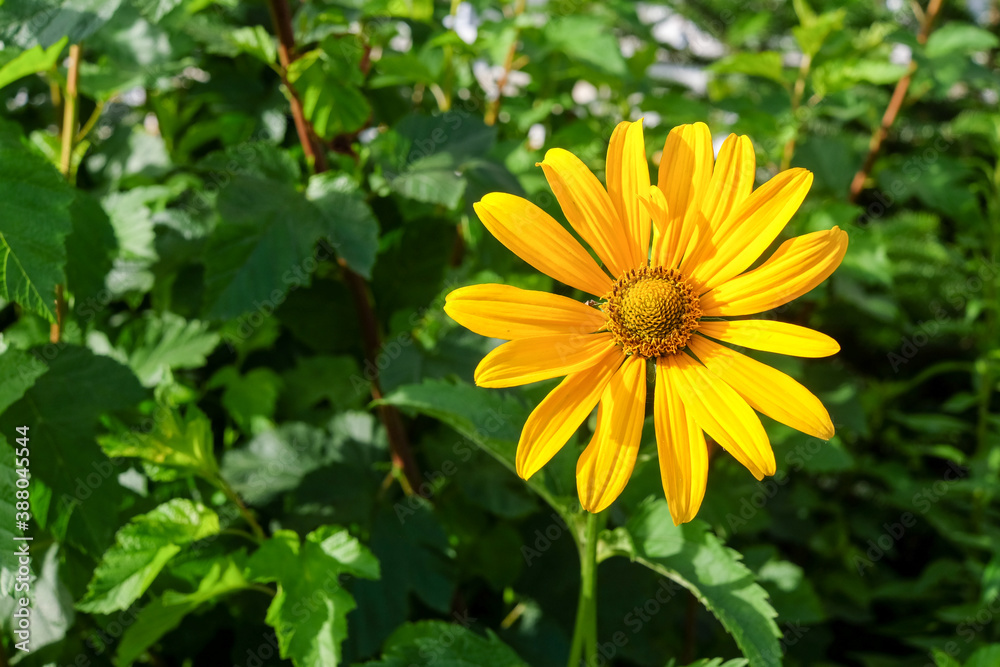 Yellow flower close up on flowers background in sunlight Yellow flower close up on flowers background in sunlight