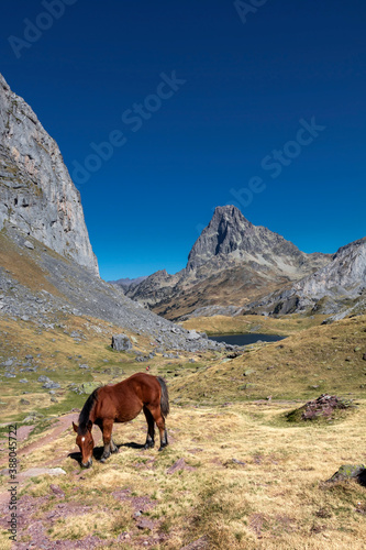 Brown horse grazing in Pyrenees mountains  France. Beautiful stallion against scenic mountains landscape