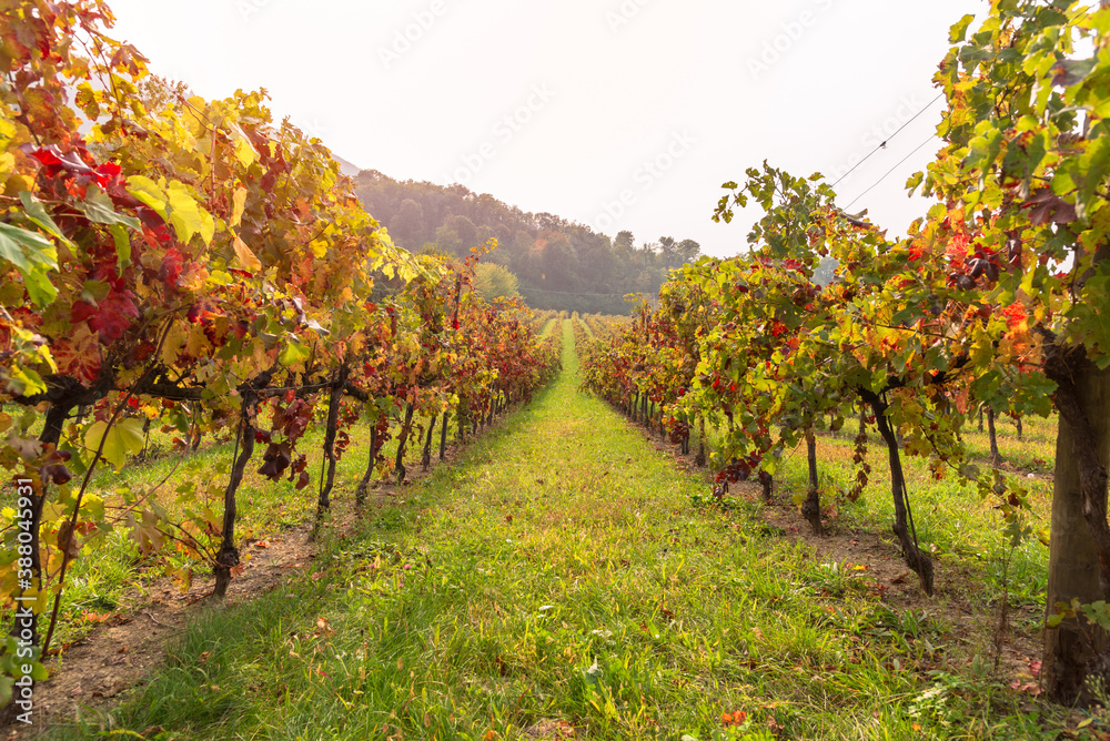 Naklejka premium Row of vines in a vineyard in autumn