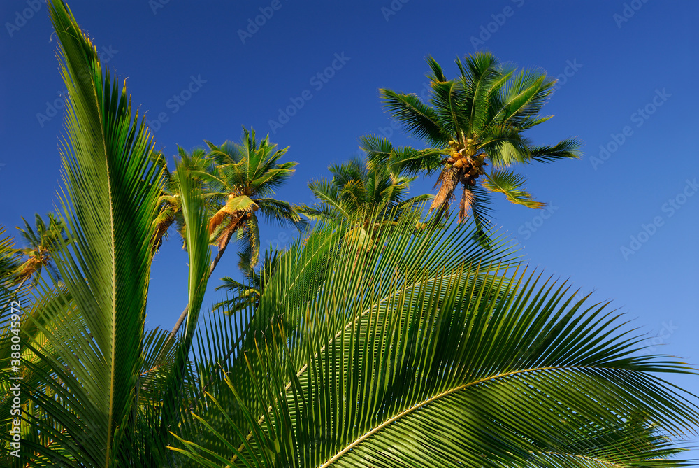 Royal grove of Kapuaiwa coconut trees