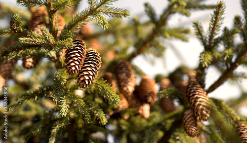 Fir cones hanging on a tree against the sky.