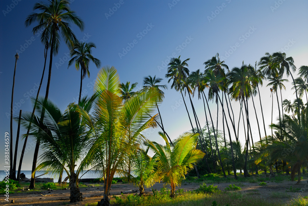 Royal Kapuaiwa Coconut Palm grove on Molokai at sunset