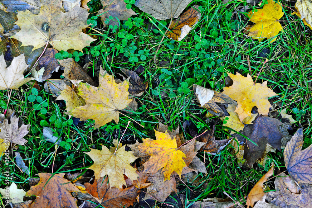 autumn leaves on the ground autumn leaves on the ground