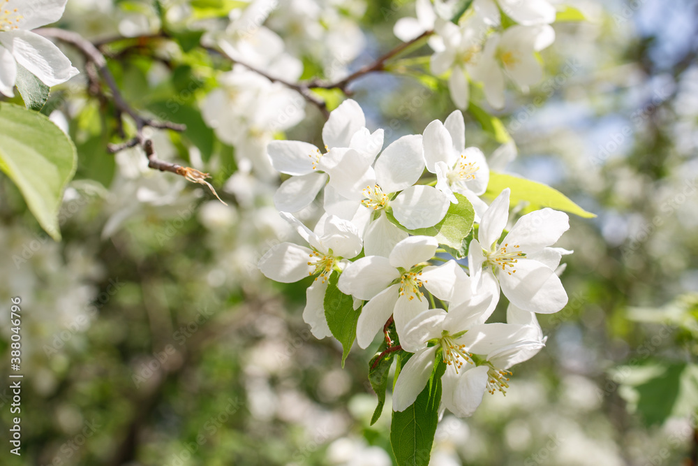apple-tree flowers in spring on a tree branch apple-tree flowers in spring on a tree branch