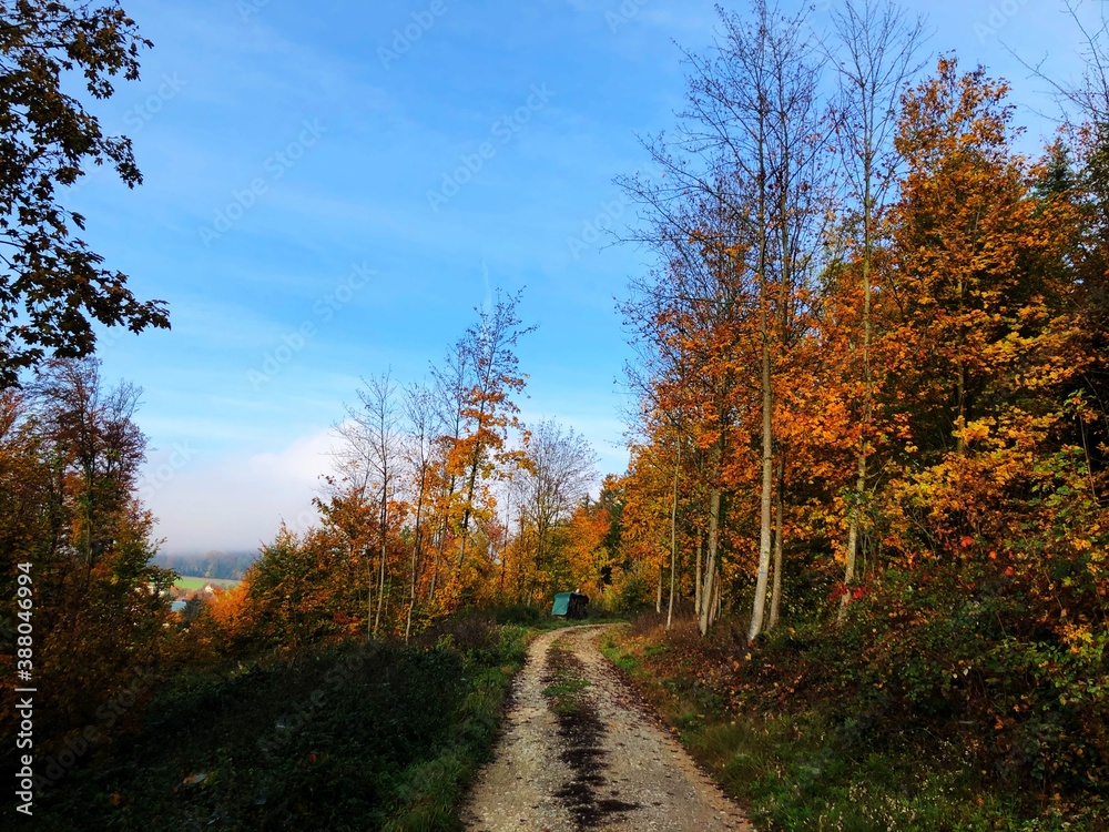 Fototapeta premium autumn in the forest