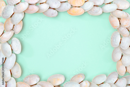 White and soft pink shells. Summer design background with natural beautiful seashells.