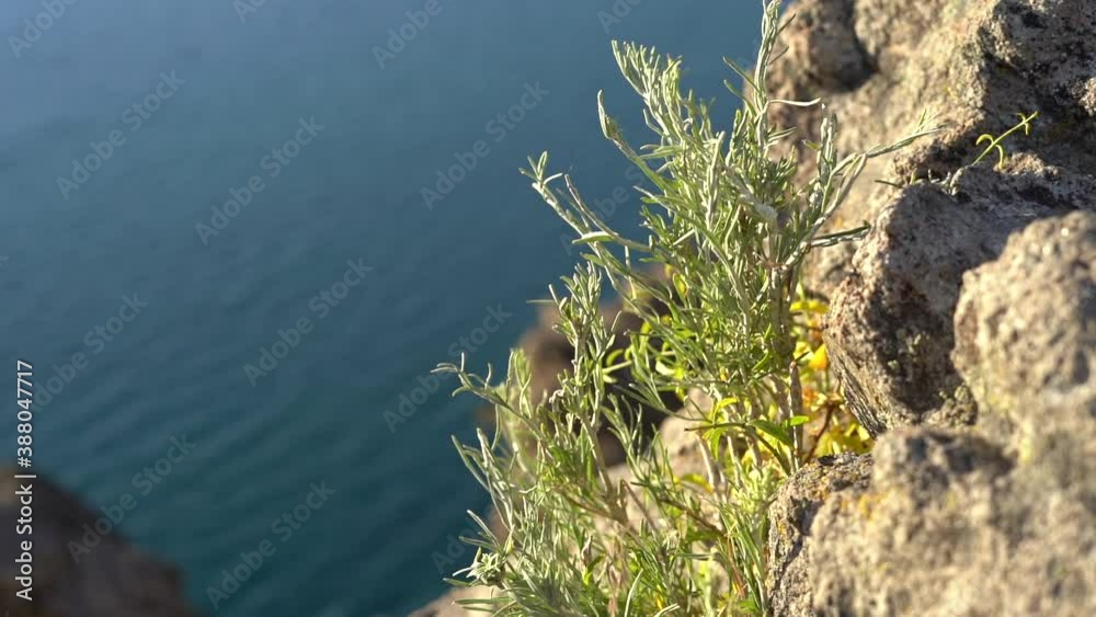 A plant clings to a rocky cliff along above the ocean far below A plant clings to a rocky cliff along above the ocean far below